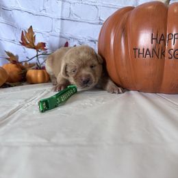 Green - Yellow male Labrador Retriever puppy in Newton Grove, North Carolina from Wayalife Labradors & Gsp’s