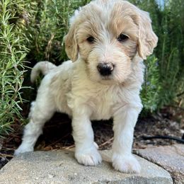 Assorted Doodle Crosses and Goldendoodle Puppies from Wake Forest Darling Doodles