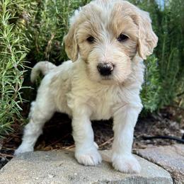 Assorted Doodle Crosses and Goldendoodle Puppies from Wake Forest Darling Doodles