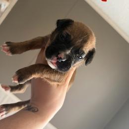 Cocoa - Fawn female Boxer puppy in Louisville, Kentucky from Nelson’s Fancy Frenchies and Bulldogs