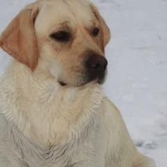 Oata - Labrador Retriever