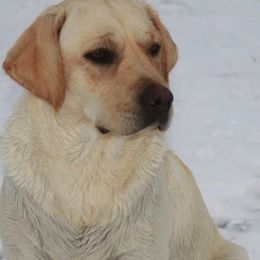 Oata - Labrador Retriever