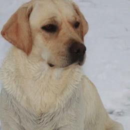 Oata - Labrador Retriever