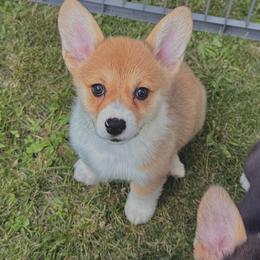 Girl 5 - Red female Pembroke Welsh Corgi puppy in Northwood, Iowa from Sorrel Sands Corgis
