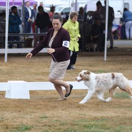 Australian Shepherd All Grown Up from Polaris Australian Shepherds