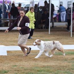 Australian Shepherd All Grown Up from Polaris Australian Shepherds
