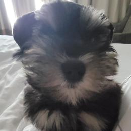 June - Miniature Schnauzer