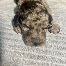 Hilarity - Merle female Goldendoodle puppy in Lake City, Florida from Dream Hollow Farm