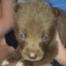 Valerion - Red and white male Siberian Husky puppy in Richland, Mississippi from Feazell’s Siberian Huskies