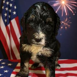 Chloe - Tri-color female Bernedoodle puppy in Strattanville, Pennsylvania from Goldhaly Peach Doodles