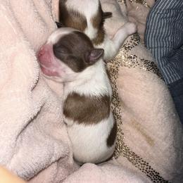 Shih Tzu Puppies from Wood Foo Breeders