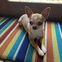 Chrome - Chihuahua
