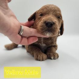 Yellow Male - Red  male Goldendoodle puppy in Mocksville, North Carolina from Hunting Creek Farm & Kennel