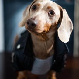 Boone - Dachshund