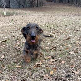 Wolfie - Wild boar male Dachshund puppy in Mc Donough, Georgia from L & J Kennel