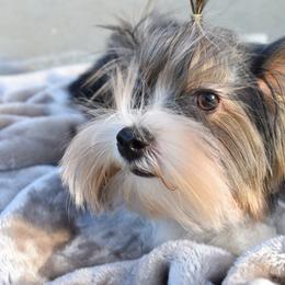 Jazz - Parti male Yorkshire Terrier puppy in California from Skyridge Puppies