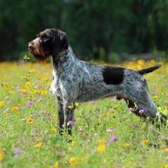 Berger Picard and German Wirehaired Pointer Puppies from Double D Picards and GWPs