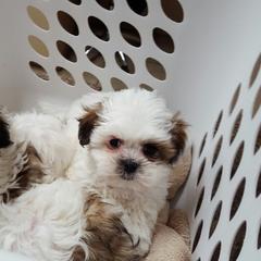 Mal-Shi and Maltese Puppies from Rockin Rivers AKC Maltese & Malshi's