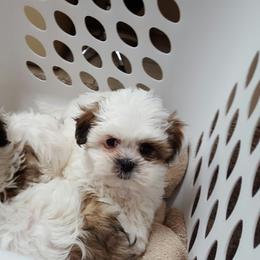 Mal-Shi and Maltese Puppies from Rockin Rivers AKC Maltese & Malshi's
