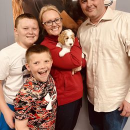 Goldendoodle Puppies from Labradoodleday