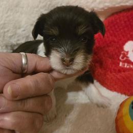 Mrs Choc-party - Chocolate, tan and white female Yorkshire Terrier puppy in Dover, Delaware from Lewis Precious Paws
