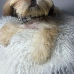 Benny - Liver male Shih Tzu puppy in Coolidge, Arizona from Shih Tzu’s  ‘N’ Love
