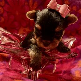 Biewer Terrier and Yorkshire Terrier Puppies from Carolyn Major