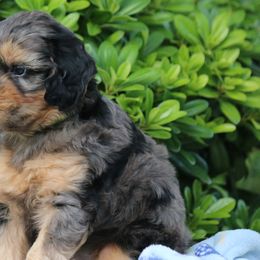Whoodles from Texas Puppy Dreams