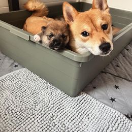 Shiba Inu Puppies from OlyInu