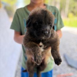 Yellow -Boy - Yellow male Leonberger puppy in Gilmanton, New Hampshire from Stonewall Leonbergers