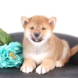 Natsumi - Red male Shiba Inu puppy in Neosho, Missouri from Sunny Terrace Shibas