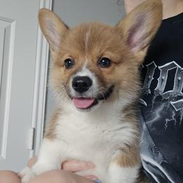 Baxter - Red male Pembroke Welsh Corgi puppy in Tomball, Texas from Larsen Loved Corgis