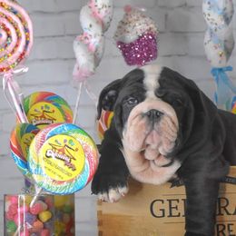 Bulldog Puppies from Dampier Bulldogs Mo