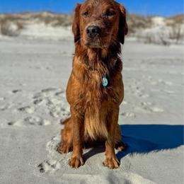 Baker - Golden Retriever