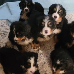 Bernese Mountain Dog puppies from Pasch’s Beautiful Bernese com