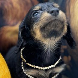 Bridged - Black and tan female Dachshund puppy in Cabool, Missouri from Dachshund's of Country Magic Farms in Missouri
