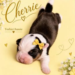 Cherrie - Chocolate, tan and white female Yorkshire Terrier puppy in Jacksonville, Florida from The Yorkie Shack
