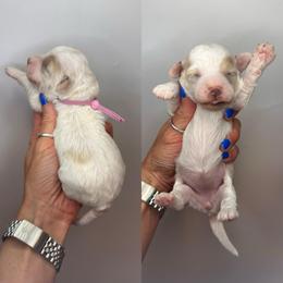 Bo Peep - Parti female Goldendoodle puppy in Hot Springs, Arkansas from Hot Springs Kennels