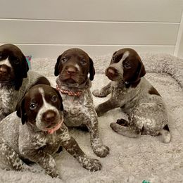 German Shorthaired Pointer Puppies from Brija German Shorthaired Pointers