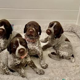German Shorthaired Pointer Puppies from Brija German Shorthaired Pointers
