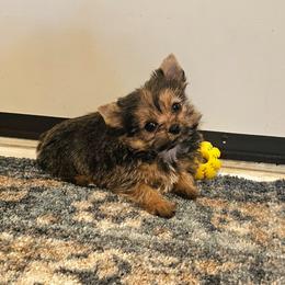 Blondie - Gold female Yorkshire Terrier puppy in Jamestown, Tennessee from Royal  Furbabies