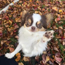 Cruz - Chihuahua