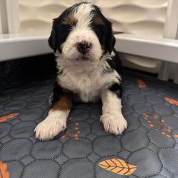 Kirby - Tri-color male Bernedoodle puppy in Washougal, Washington from Sandy Creek Bernedoodles