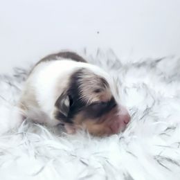 Red Merle Boy 1 - Red merle Australian Shepherd puppy in Hawaii from Hawaii Australian Shepherds