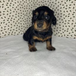 Karson - Black and tan male Dachshund puppy in Mountain Grove, Missouri from Happy Hounds and More🐾