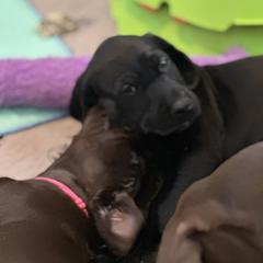 Pudelpointer Puppies from High Power Pudelpointers