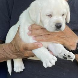 Labrador Retriever Puppies from Windbush