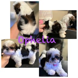 Shih Tzu Puppies from Alki Stars Shih Tzu