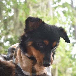 German Shorthaired Pointer, Miniature American Shepherd, Miniature Australian Shepherd, and Toy Australian Shepherd Puppies from Foxtail Hollow