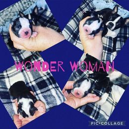 Boston Terrier Puppies from Beatrice's Kennels